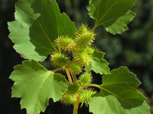 Loại quả xưa đầy không ai hái, giờ được nước ngoài bán với giá 1.700.000/kg, công dụng tuyệt vời