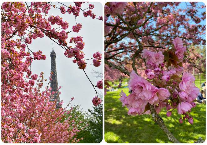 Fall in love with cherry blossoms at Parc de Seaux, Paris - 2