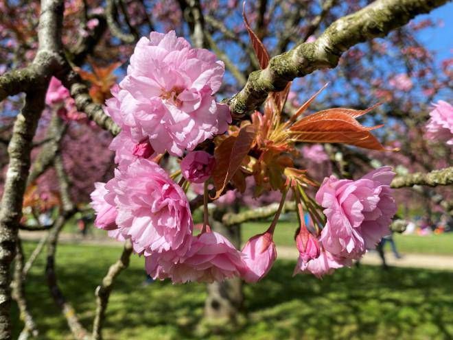 Fall in love with cherry blossoms at Parc de Seaux, Paris - 7