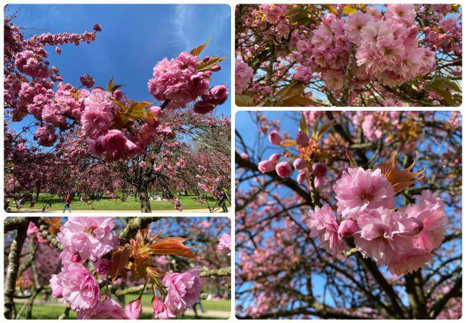 Fall in love with cherry blossoms at Parc de Seaux, Paris - 6