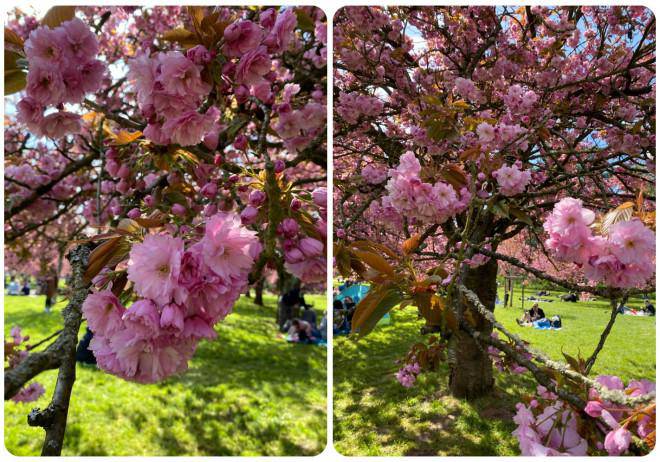 Fall in love with cherry blossoms at Parc de Seaux, Paris - 9