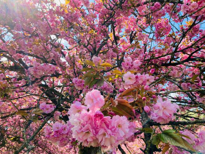 Fall in love with cherry blossoms at Parc de Seaux, Paris - 5