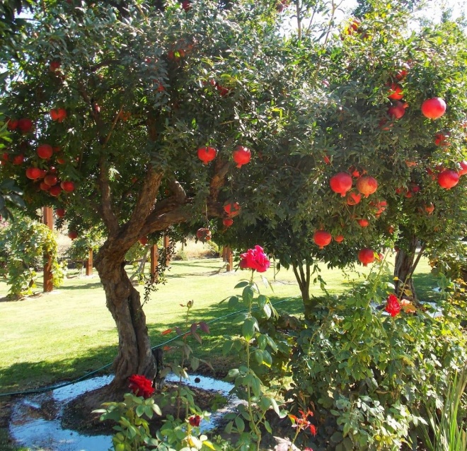 3 types of auspicious trees live for hundreds of years, plant once and harvest many years - 1