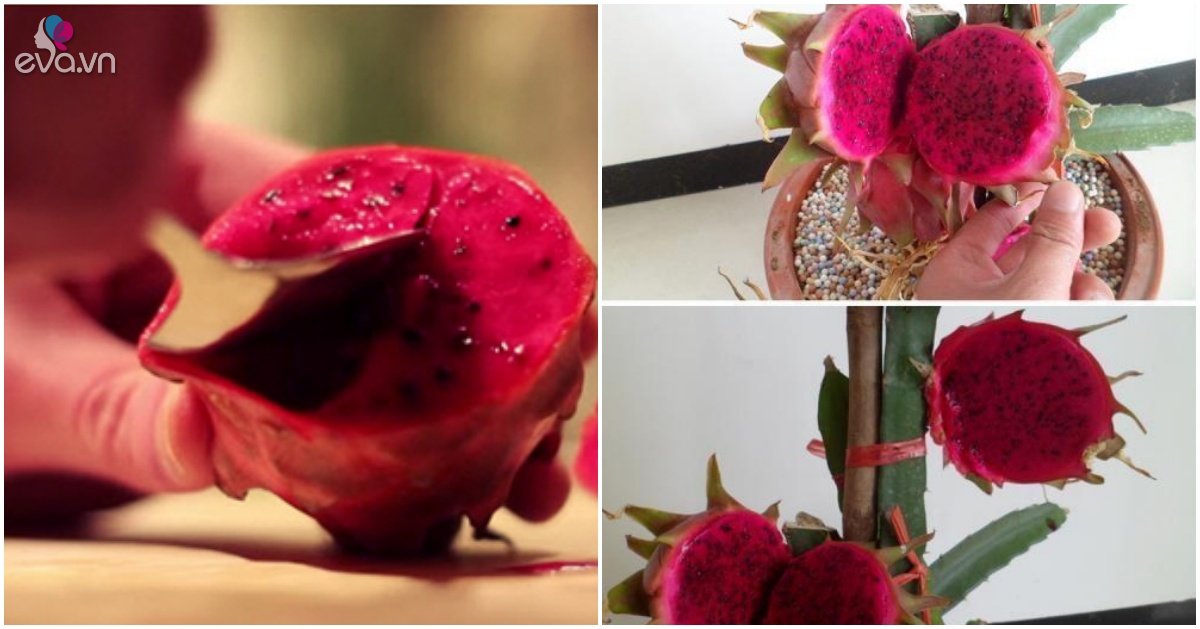 Cut the flesh of the dragon fruit and bury it in the ground, 5 days to germinate into a pot, next year to produce 1 basket of fruit