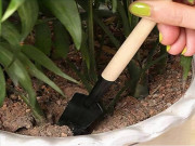 Nhà đẹp - Cách tưới cây cảnh vào mùa hè, ý nghĩa chu trình "khô- ướt" không phải ai cũng biết