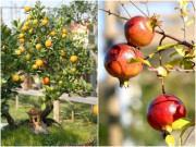 Nhà đẹp - 3 loại cây tốt lành sống lâu trăm tuổi, trồng một lần thu hoạch nhiều năm