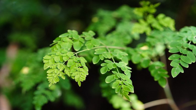 Gan có khỏe mới sống thọ, đây là 5 thực phẩm mùa hè giúp gan được “giải độc” tự nhiên