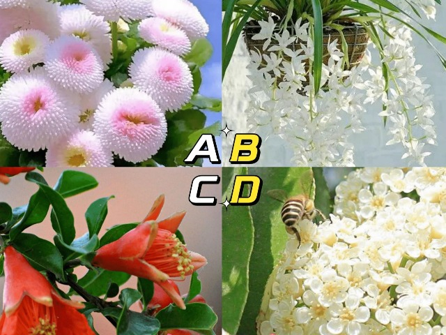 Trắc nghiệm tâm lý: Loài hoa đẹp nhất tiết lộ cuộc sống của bạn khi về già