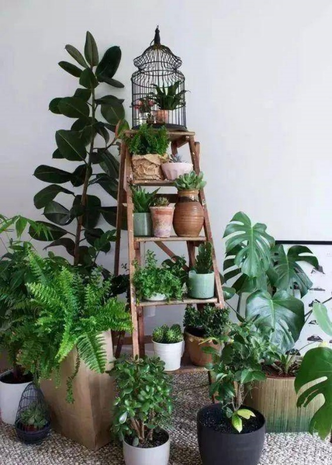 7 ways to grow bonsai as good as a forest in a cramped townhouse - 11