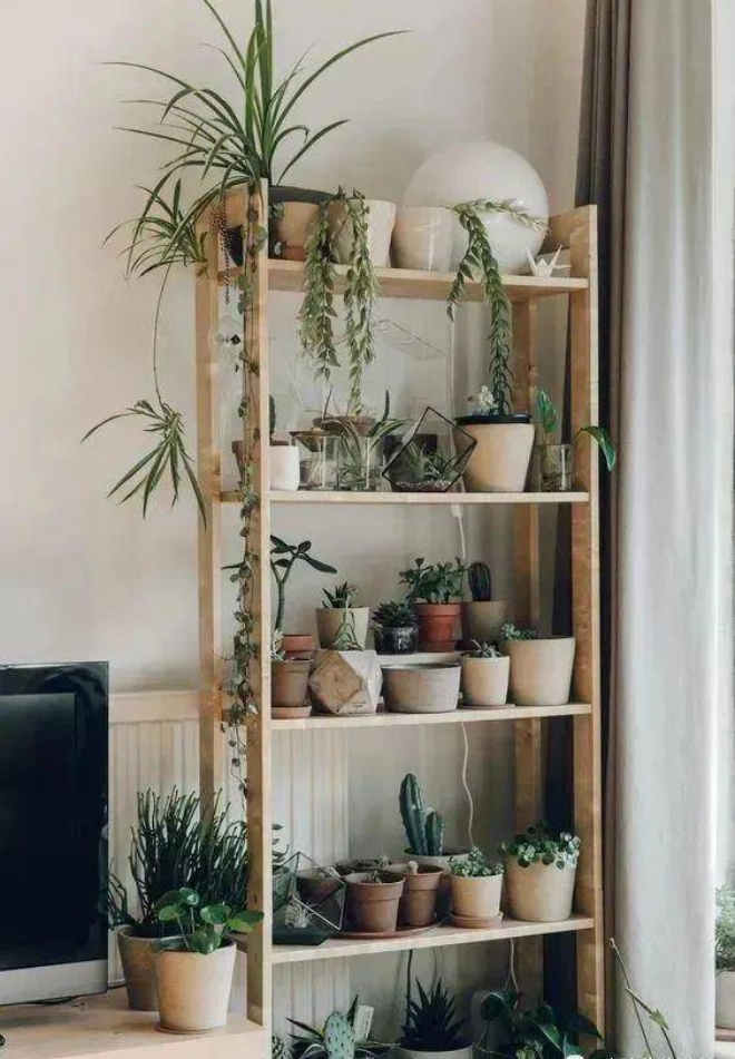 7 ways to grow bonsai as good as a forest in a cramped townhouse - 13