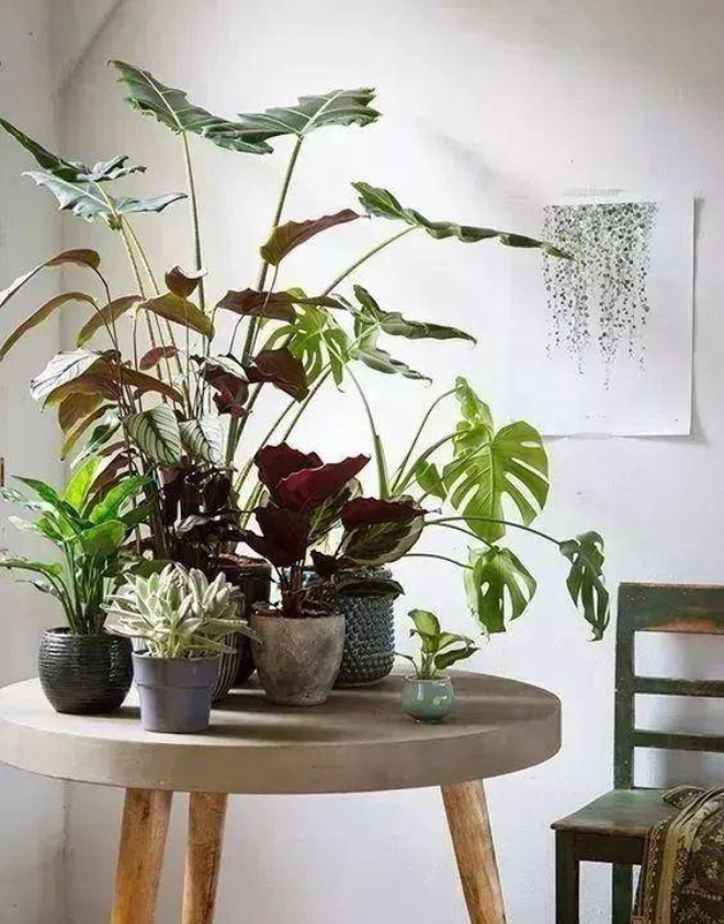 7 ways to grow bonsai as good as a forest in a cramped townhouse - 6