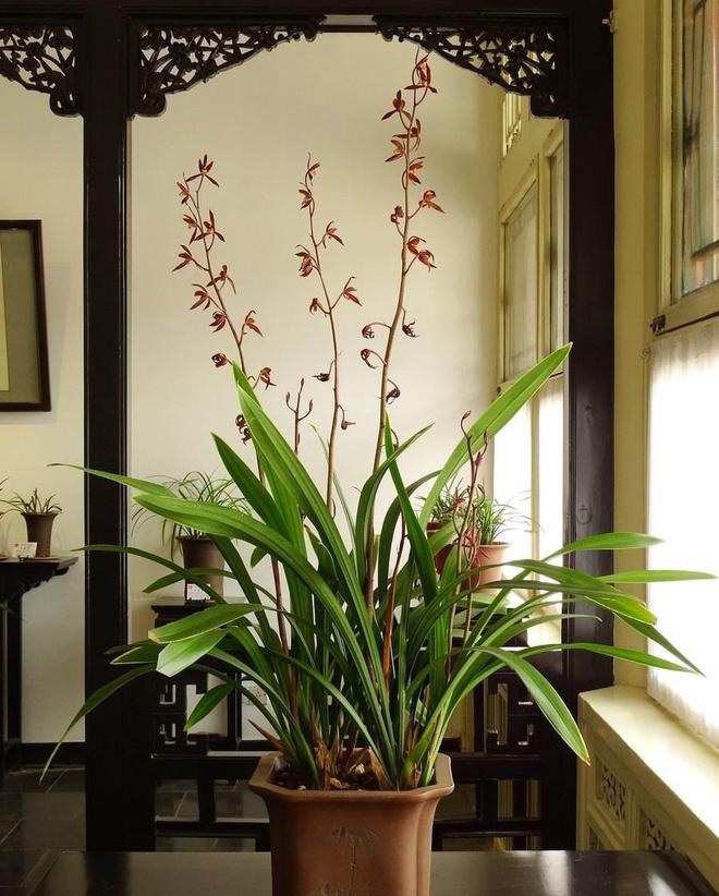 Orchids are amp;#34;water jarsamp;#34;  Rainy day, leave it overnight to get a surprise in the morning - 1