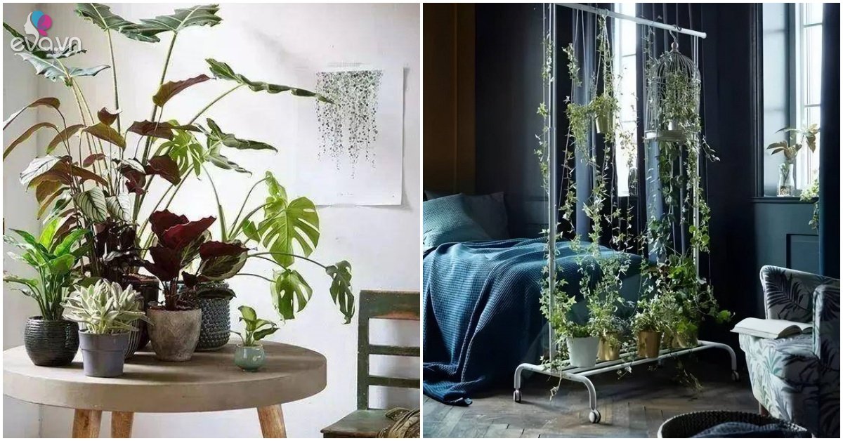 7 ways to grow bonsai as good as a forest in a cramped townhouse