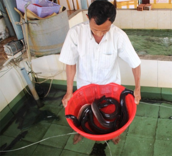 Loài cá xưa là đặc sản tiến vua, được ví như amp;#34;linh dượcamp;#34; 500.000đồng/kg, người nước ngoài cũng săn lùng - 4