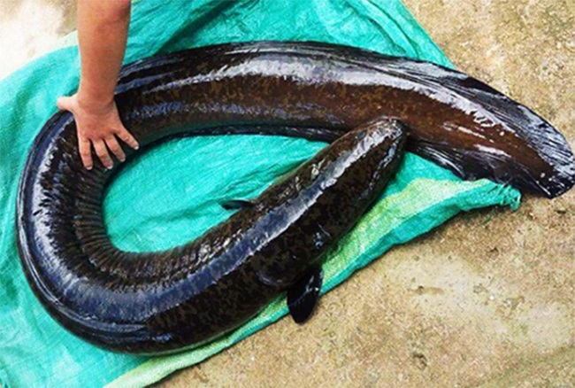 Loài cá tiến vua này xưa nay đã được xếp vào hàng đặc sản và có giá trị cao bởi có phần thịt ngọt, béo, thơm, không dai và rất tốt.