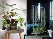Nhà đẹp - 7 cách trồng cây cảnh tốt như rừng trong nhà phố chật chội