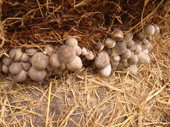 The unexpected effects of straw mushrooms and the most delicious and nutritious way to cook straw mushrooms - 3