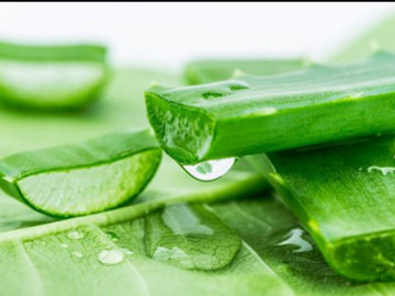 Nước nha đam có một công dụng cực tốt ít người biết, nhưng dùng sai lại vô cùng hại