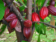 Xem ăn chơi - Đặc sản nổi tiếng Tây Nguyên, 150.000 đồng/kg nhưng rất hiếm chỗ bán, ai may mắn mới được ăn