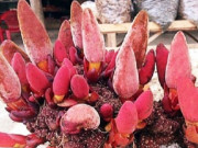 Sức khỏe - Tác dụng của nấm ngọc cẩu? Vì sao nấm ngọc cẩu được gọi "thần dược" của đàn ông?