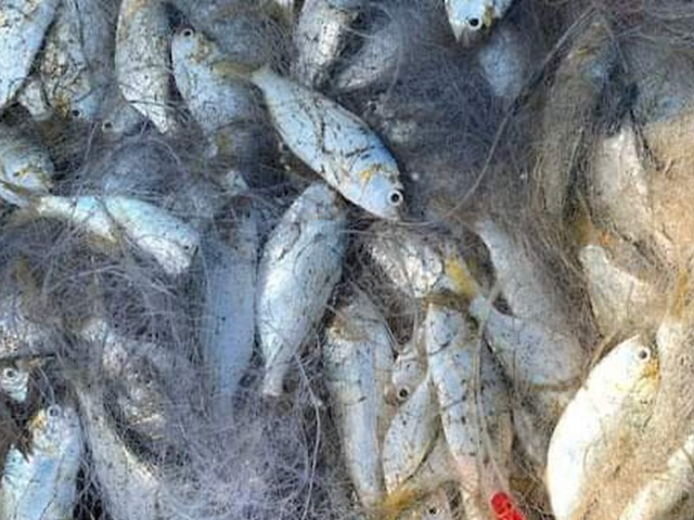 Loài cá nhà nghèo xưa giá rẻ như cho, nay đổi đời thành đặc sản 120.000đồng/kg nhà giàu săn lùng