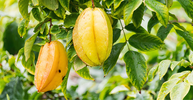 Mẹo chữa dị ứng, mề đay bằng lá khế cực hay - 1