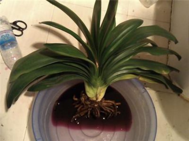 Orchid plant black root rot, add a pill to it, it will come back to life after 1 night - 3