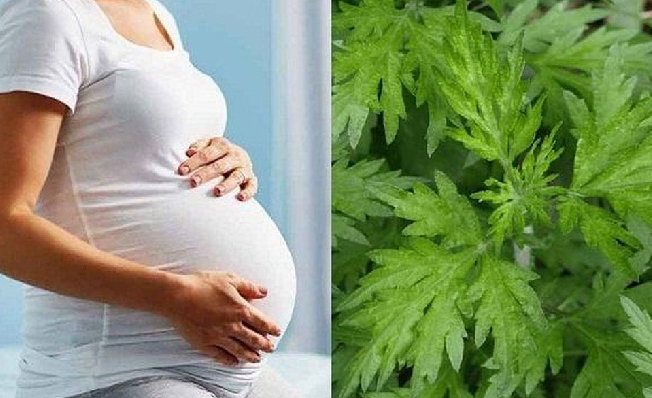 Bà bầu có được ăn ngải cứu không? (Ảnh minh họa)