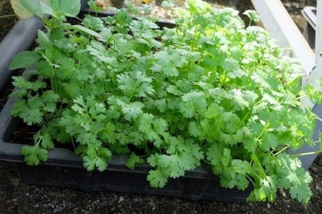 Growing coriander on the balcony only needs twice amp;#34;tile islandamp;#34;, plants sprout, grow fast - 1