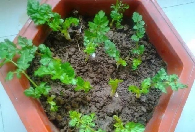 Growing coriander on the balcony only needs twice amp;#34;island tileamp;#34;, plants sprout, grow rapidly - 4