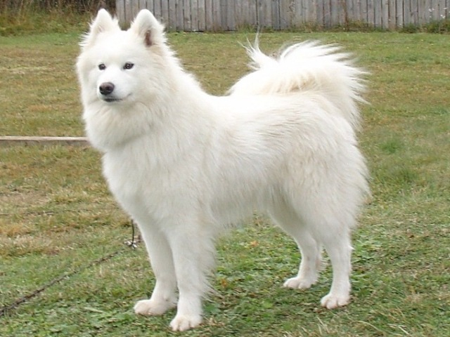 Chó Samoyed: Thông tin, hình ảnh, đặc điểm và cách nuôi tốt nhất