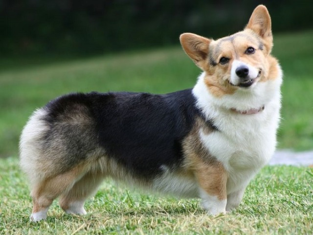 Chó Corgi: Nguồn gốc, đặc điểm và cách chăm sóc tốt nhất