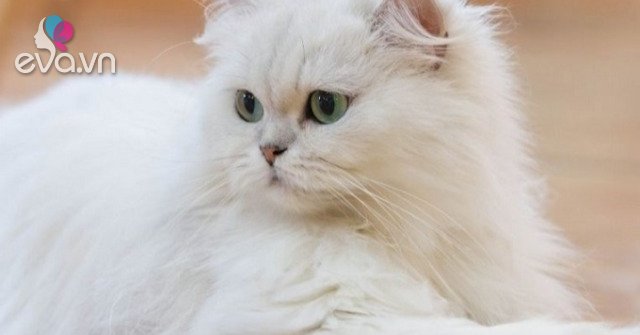 10 interesting facts about Persian cats make anyone want to adopt