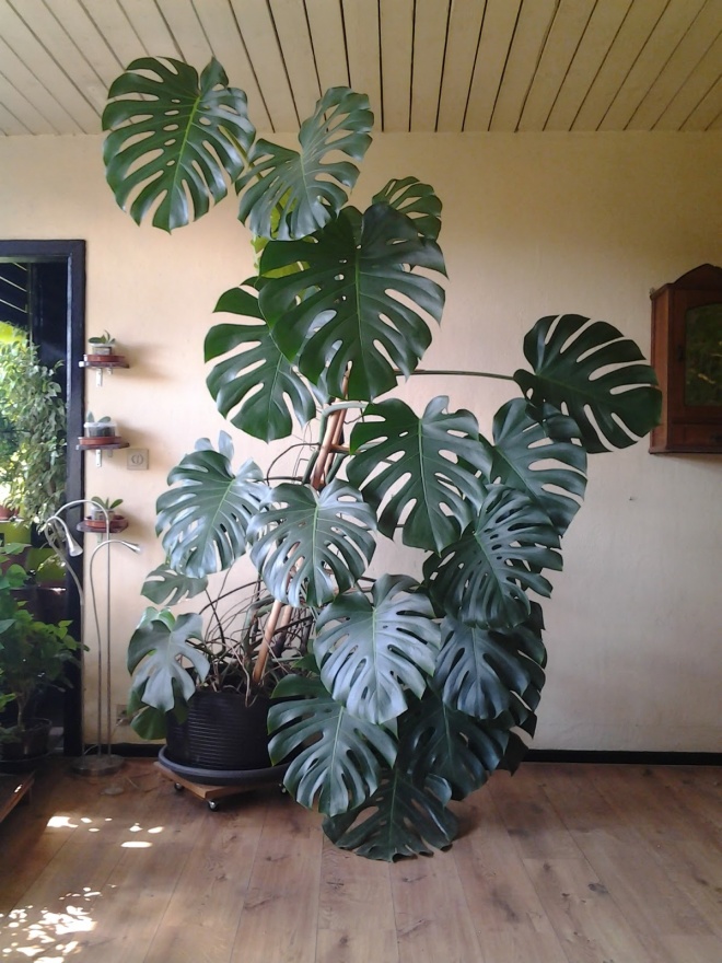 These 2 types of green plants can be up to 2m tall, plant a pot indoors instead of an air purifier - 5