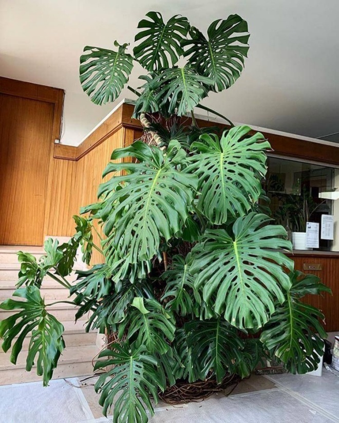 These 2 types of green plants can be up to 2m tall, plant a pot indoors instead of an air purifier - 4