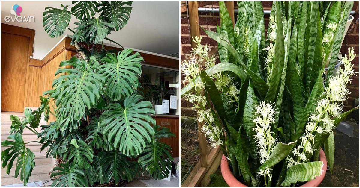 These 2 types of green plants can be up to 2m tall, plant a pot in the house instead of an air purifier