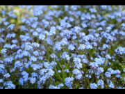 Nhà đẹp - Hoa lưu ly tím: Ý nghĩa, cách trồng và chăm sóc loài hoa rất đặc biệt