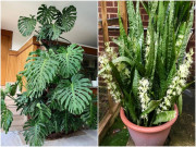 Nhà đẹp - 2 loại cây xanh này có thể cao tới 2m, trồng một chậu trong nhà thay máy lọc không khí