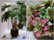 Nhà đẹp - 6 cây cảnh ngại "nhìn trời", sống trong nhà như cá gặp nước, dáng lá rất đẹp