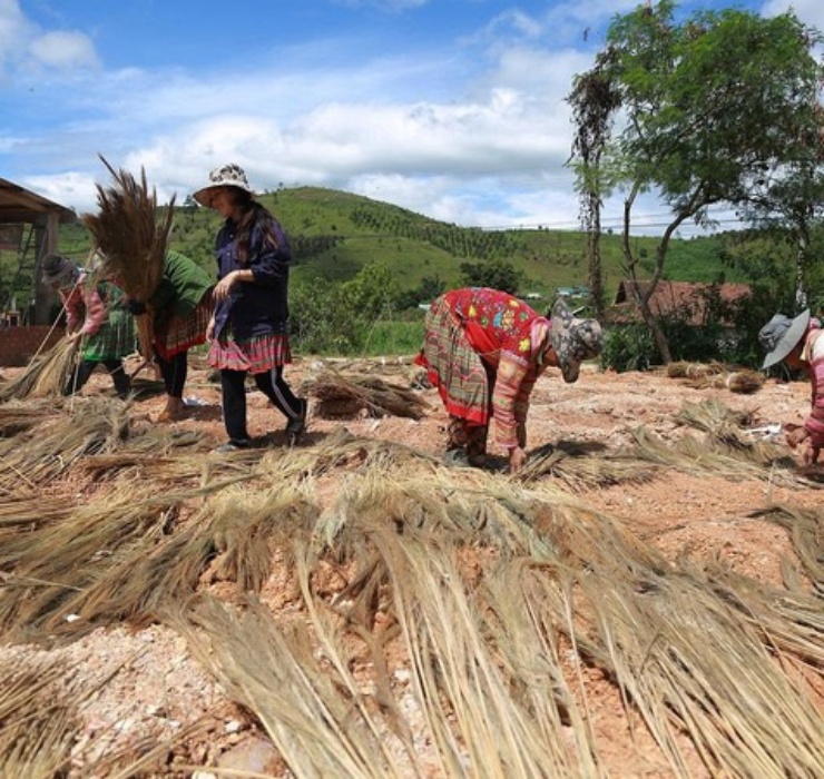 Việc phơi đót thuê cũng giải quyết việc làm cho nhiều lao động tại địa phương với thu nhập từ 150 - 200.000 đồng/ngày.