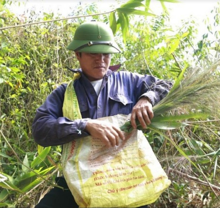 Người dân địa phương gọi bông đót là “lộc trời”, bởi những cây đót mọc hoang dại trải dài khắp các cánh rừng mà không cần ai chăm bón. Đây được coi là mặt hàng “hái ra tiền” tại Gia Lai. 
