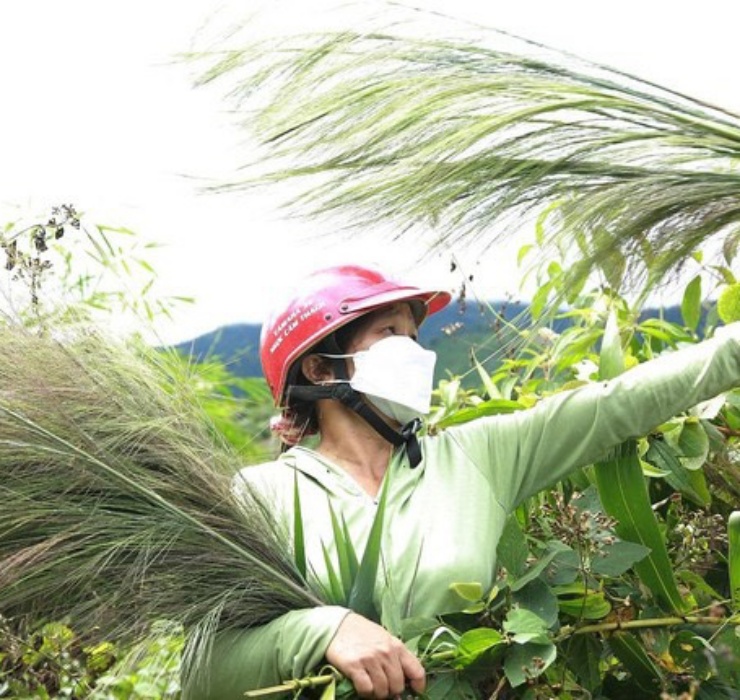 Đặc điểm của loài cây này là mọc nhiều ở khu vực triền núi và lưng đồi. Mỗi năm cây đót nở hoa đúng một lần và thường vào dịp đầu xuân.