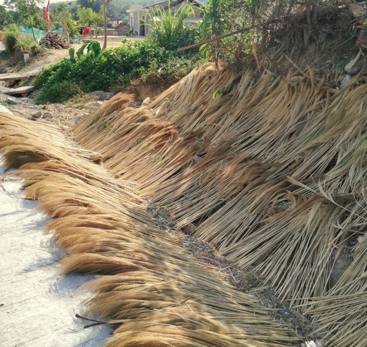 Vào mùa, trung bình một người có thể hái từ 50 - 60kg đót tươi/ngày, thậm chí có người hái được cả tạ.