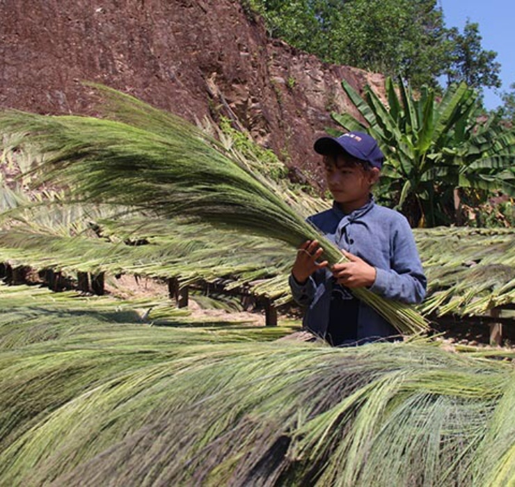 Sau khi mang đót từ rừng về, người dân có thể bán cho cơ sở thu mua với giá khoảng 6.500 đồng/kg đót tươi, đót khô có giá cao hơn vào khoảng 20 - 21.000 đồng/kg.