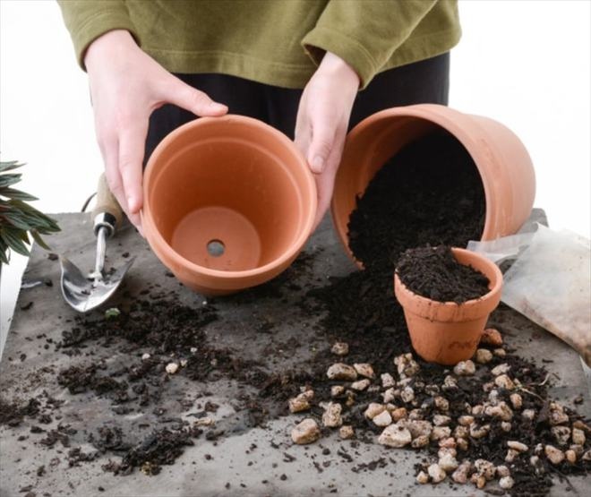 In the flower pot there are very small white bugs?  Immediately do 3 steps to ensure cleanliness - 4