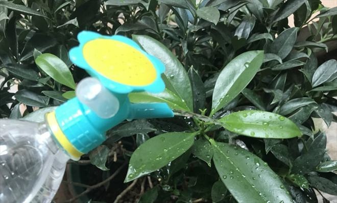 In the flower pot there are very small white bugs?  Immediately do 3 steps to ensure cleanliness - 3