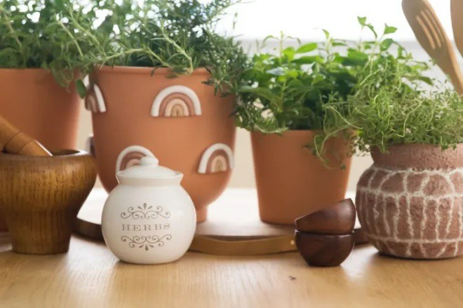 5 notes when growing bonsai in the kitchen, the 5th thing is quite interesting to try - 7