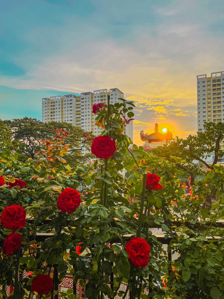 Hoa hồng trong thời tiết nắng nóng bị cháy lá, làm theo cánh này vẫn nở hoa đẹp ngất ngây - 2