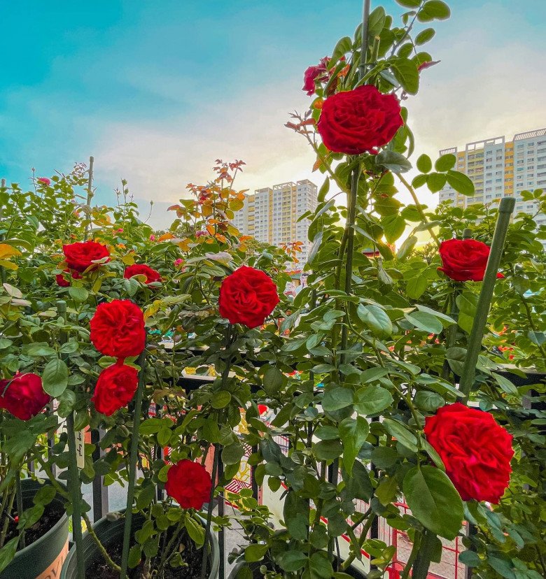 Roses in hot weather have burned leaves, follow this petal and still bloom beautifully - 6