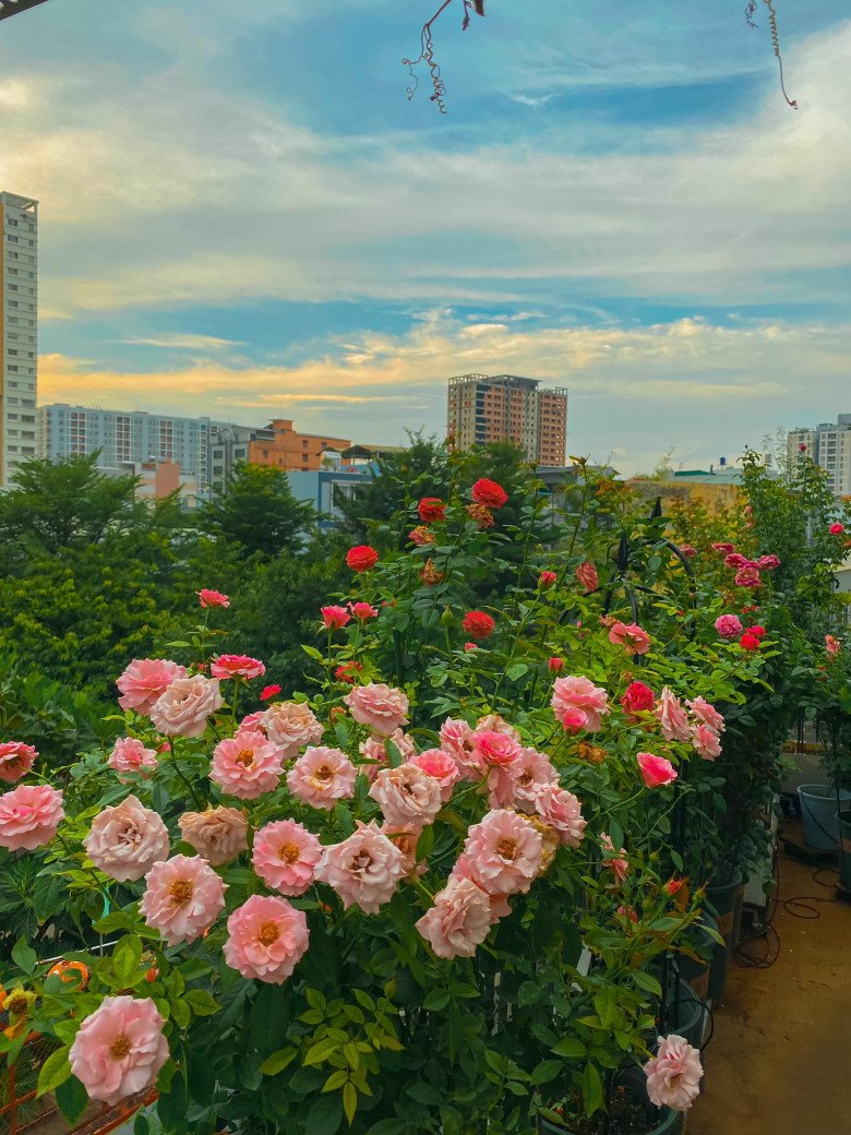 Roses in hot weather burn their leaves, follow this petal and still bloom beautifully - 4